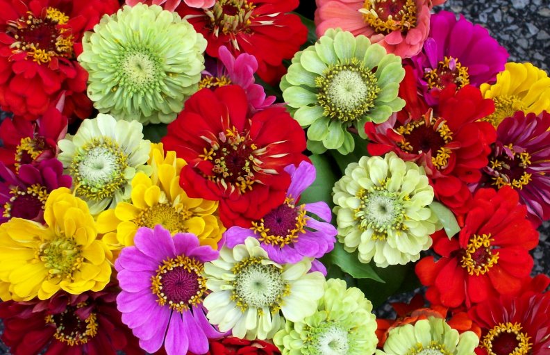 colourful_flowers.jpg
