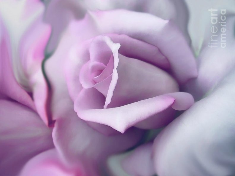 lavender_rose.jpg