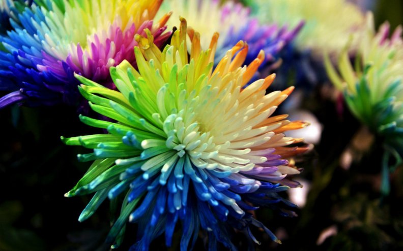 colorful_flowers.jpg