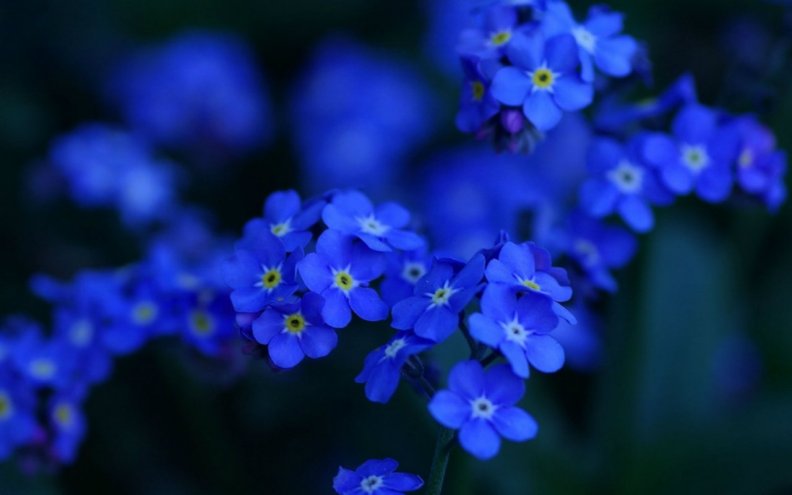blue_flowers.jpg