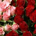 Pink and Red Roses with Water Drops on them Together