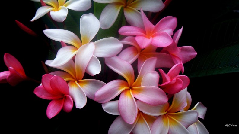 frangipani_colors_bright.jpg