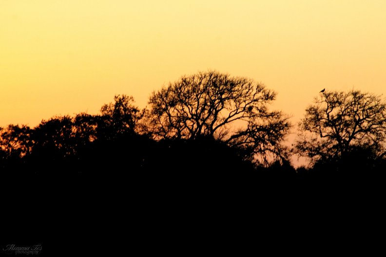 sunset_behind_the_trees.jpg