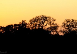 Sunset Behind the Trees