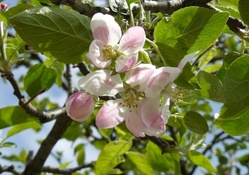 flowers apple