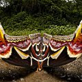 Attacus moth