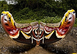 Attacus moth