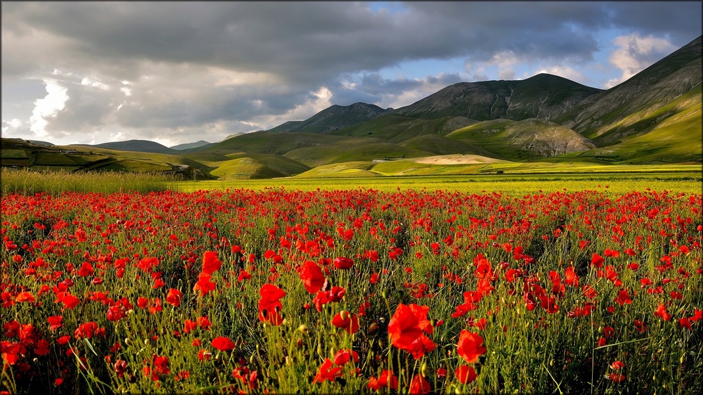 * Poppies blooming in the meadow *