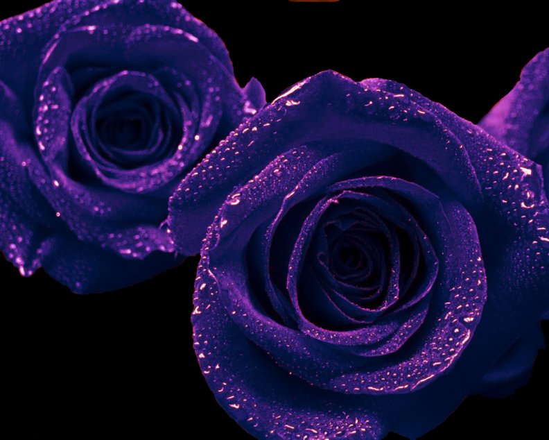 purple_open_roses.jpg