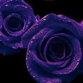 Purple Open Roses