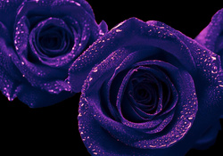 Purple Open Roses