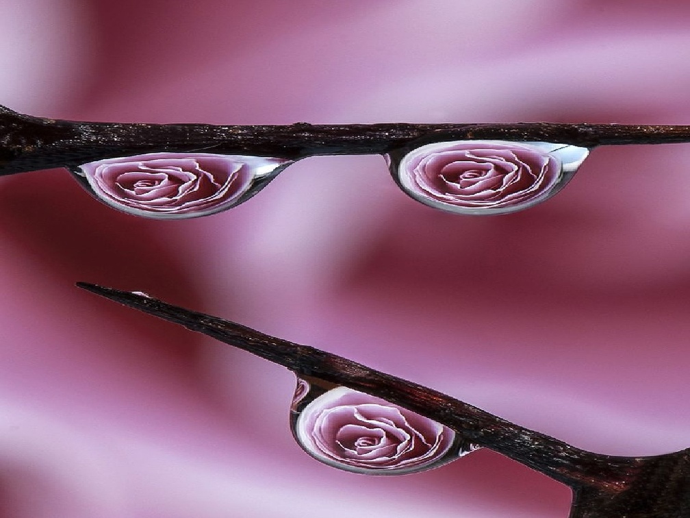 Rose Dew Drops