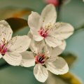 cherry_flowers_macro.jpg