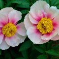 Peony in Spring