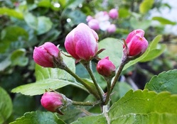 Apple_tree`s flowers.