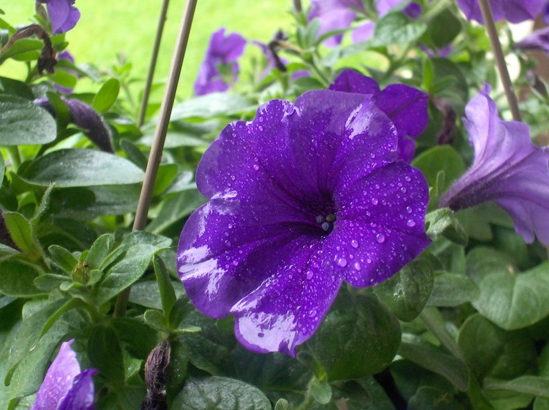 macro_purple_flower.jpg