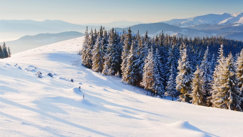 pine forest on a mountainside in winter