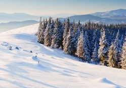 pine forest on a mountainside in winter