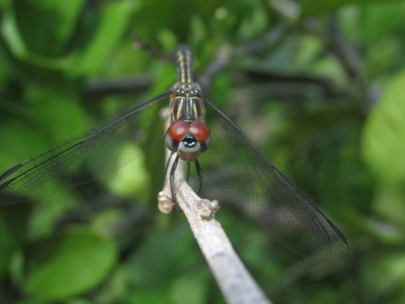 dragonfly_close_up.jpg