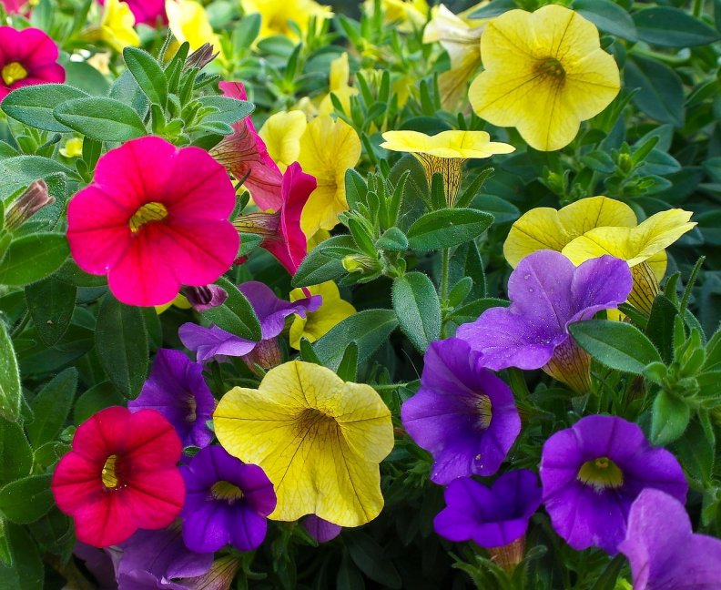 coloured_flowers.jpg