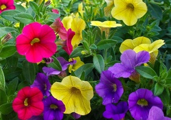 Coloured Flowers!