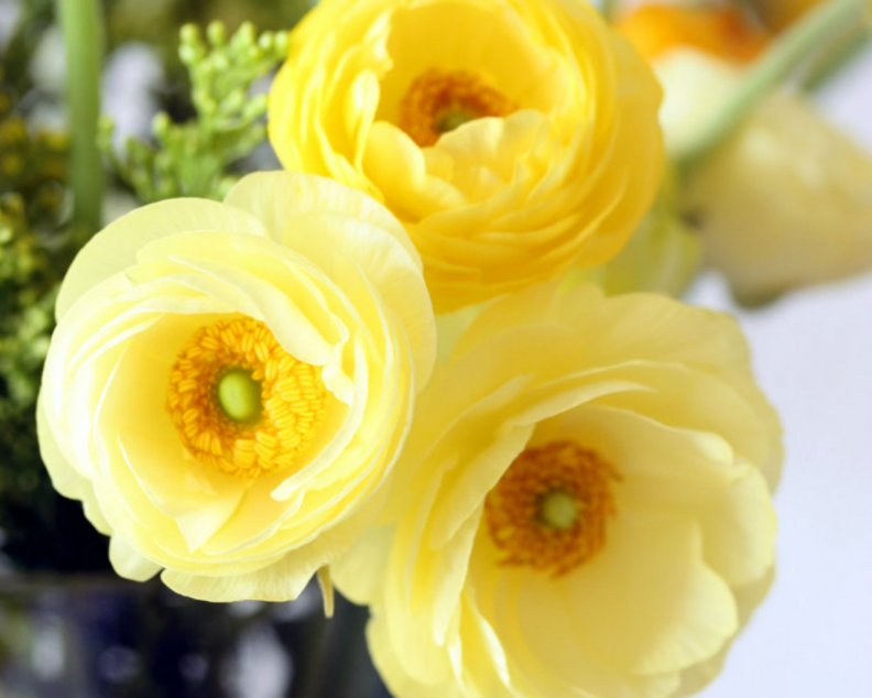 yellow_flowers.jpg