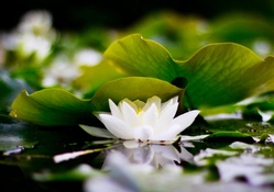 White Lotus