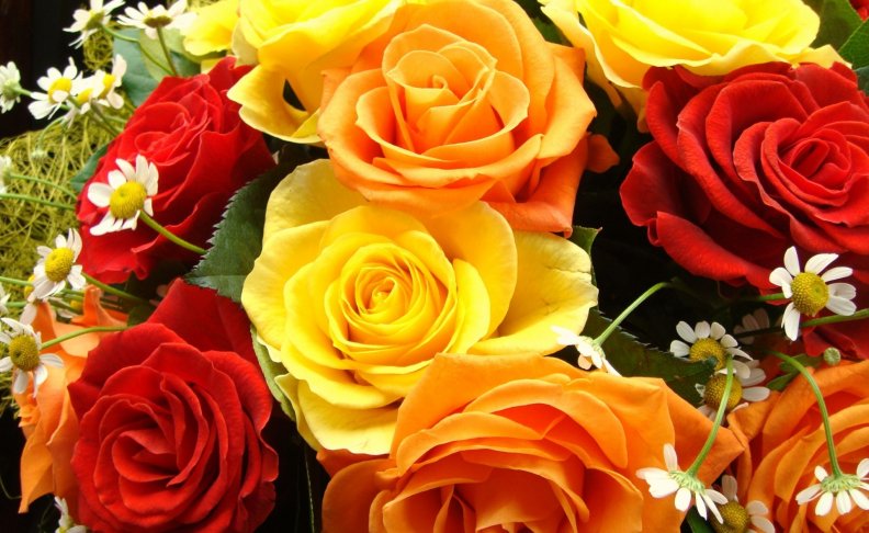 * Colorful roses *