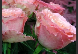 Pink Roses!