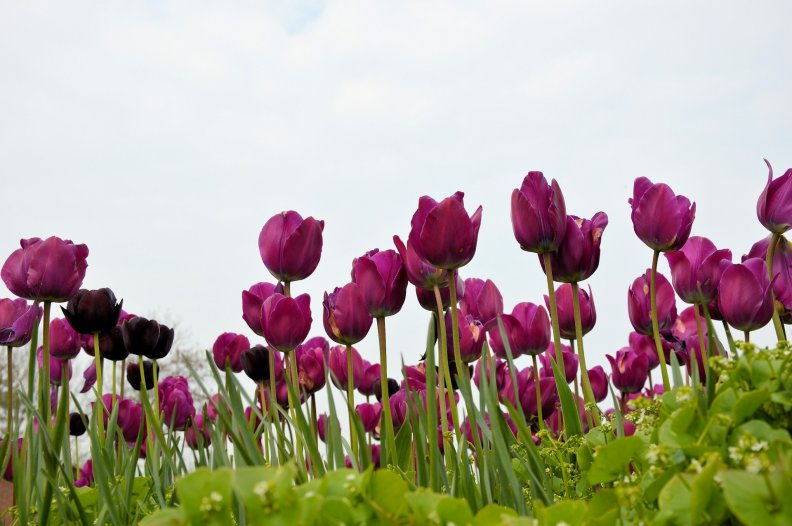 beautiful_tulips.jpg