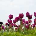 Beautiful Tulips