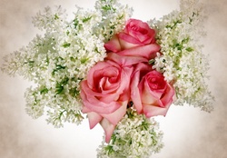 Lilac white and roses