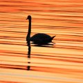 Bird swimming at sunset