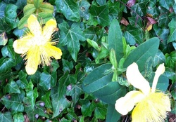 Yellow Flowers.
