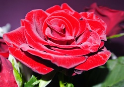 Red Rose ~ ♥♥