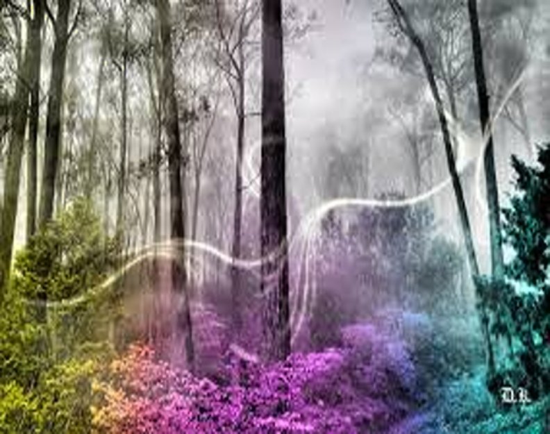 rainbow_forest.jpg