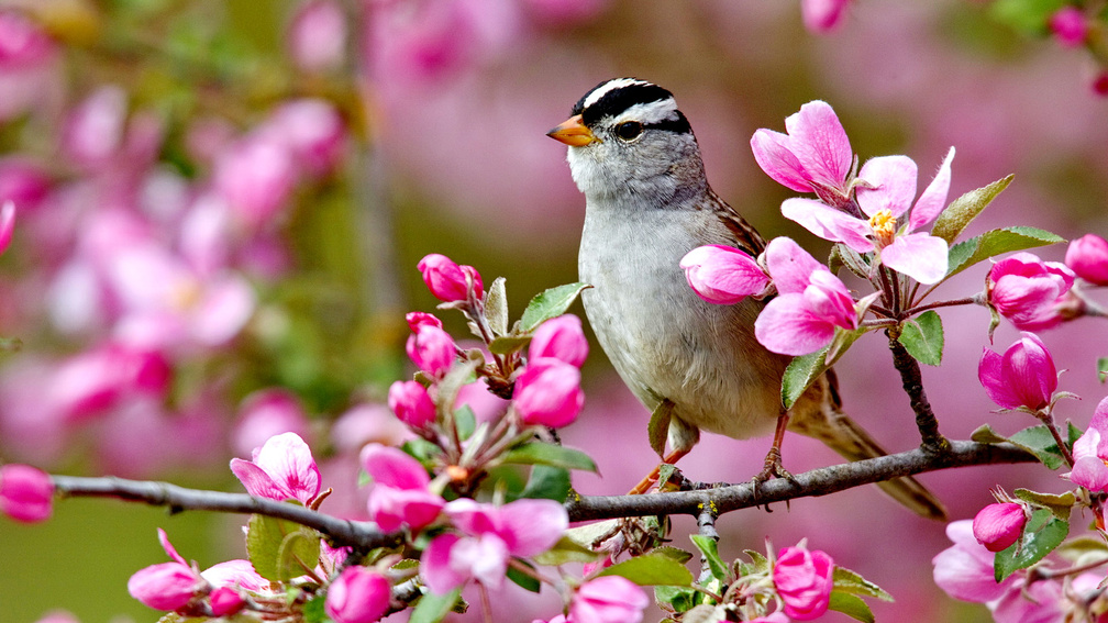 Bird of spring on flowers