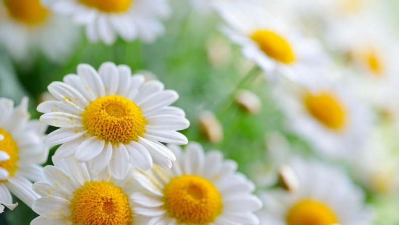 garden_of_daisies.jpg
