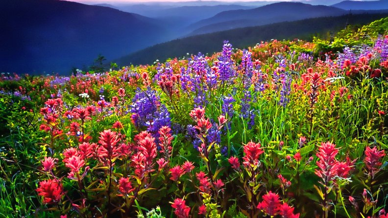 Mountain wildflowers