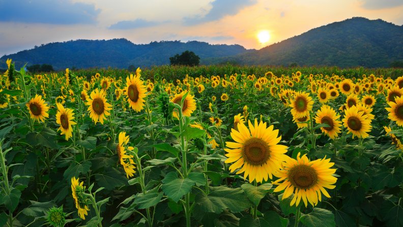 sunflower_garden.jpg