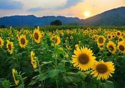 Sunflower  garden