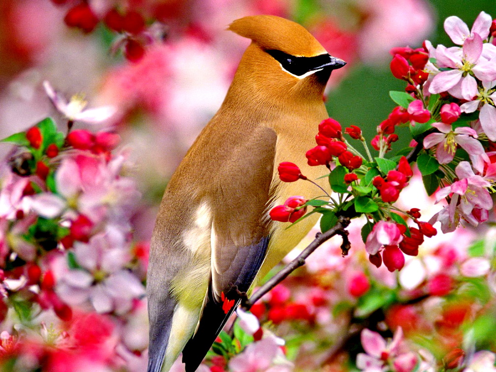 Pink flowers blossoming with cedar waxwing bird