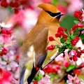 Pink flowers blossoming with cedar waxwing bird