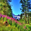 Mountain Flowers Paradise