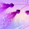 lavender_dreams.jpg