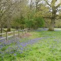 Fence and Bluebells 1