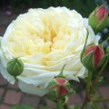 Sparkling White Rose