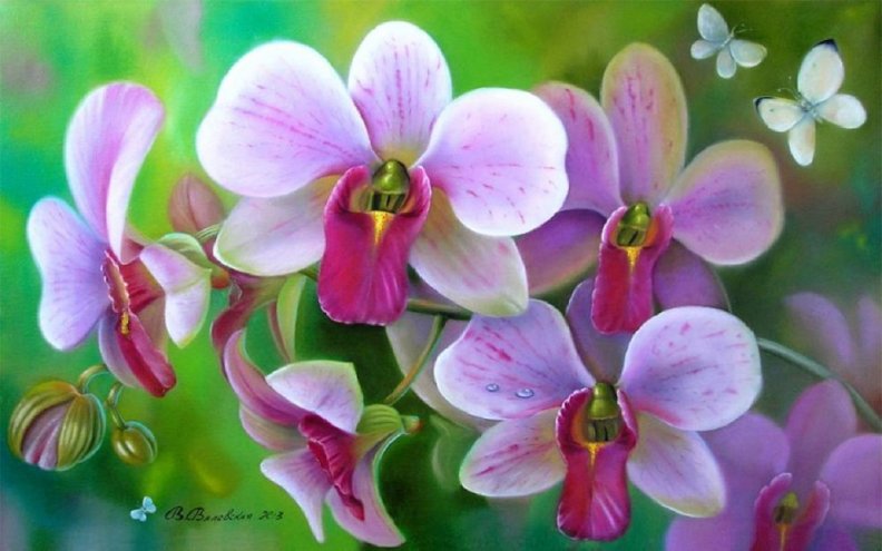 ✼Butterfly &amp; Orchids✼