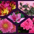 Pink collage of flowers