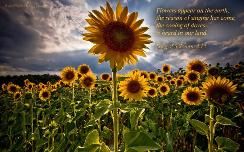 Amazing Sunflower